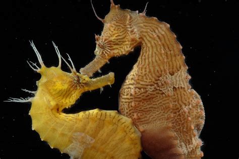 seahorse dating